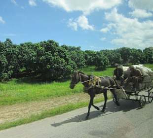 Der Weg zum Dschungel