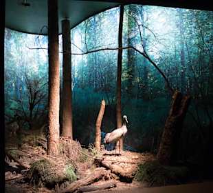 Ekspozycja-Muzeum Przyrodniczo-Leśne w Białowieży