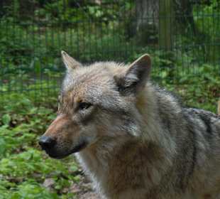 Wolfcenter