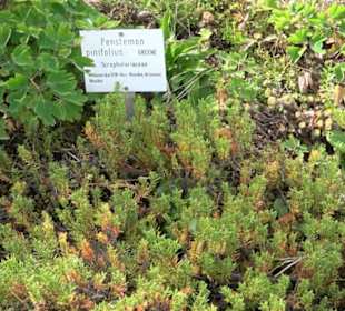 Alpinum