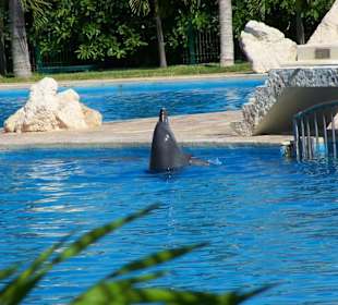 Dolphinaris Cancun