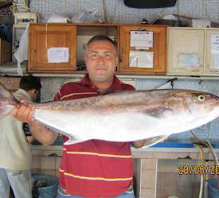 Thunfisch immer ganz frisch