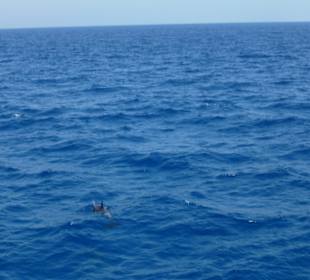 Delphinschwimmen mit Delfine & Meer Hurghada