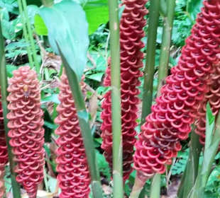 St. Lucia Best Experience Tours