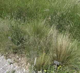 Botanischer Garten der Universität Zürich