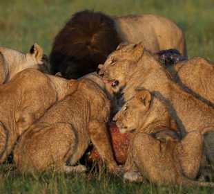 Rekero Camp - Löwen auf Pirschfahrt