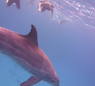Delfine im Roten Meer