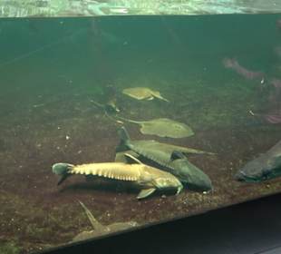 Aquarium