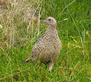 Wildtiere in den Dühnen