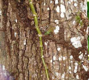 Es gibt viel zu entdecken im Dschungel