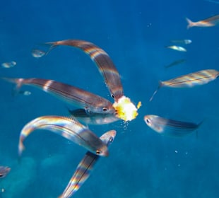 Fische