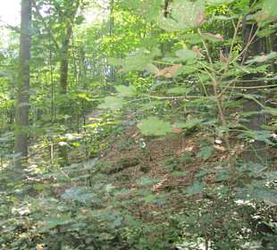  Waldgaststätte Kaltenbrunner Tal
