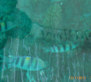 Ausflug mit dem Glasbodenboot