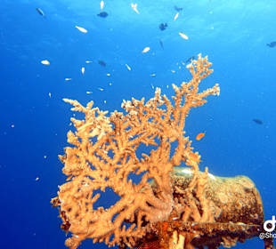 Schnorcheln Makadi Bay