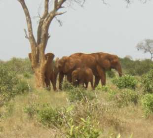 Tsavo Ost