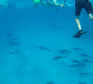 Delfin Tour Marsa Alam