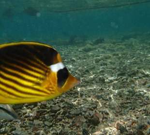 Rybcia 