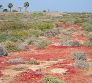 Trotz der Trockenheit wachsen diese Pflanzen