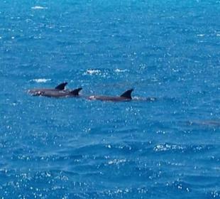 Hurghada-Ausflug Bob Satey