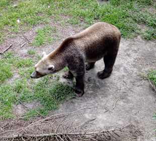 Zoo Osnabrück