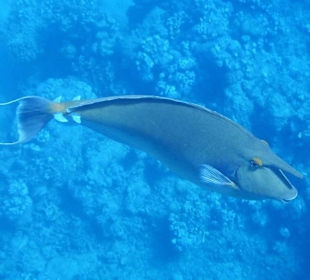 Meeresbewohner vom Riff Hotel Iberotel Coraya Beach