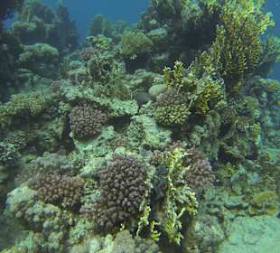 Korallenteilbereich 