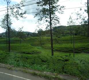 Hochland von Sri Lanka