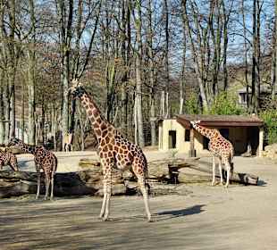 Giraffen