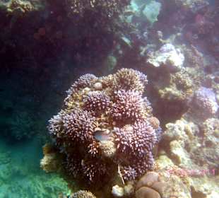 Unterwasserwelt am hoteleigenen Riff