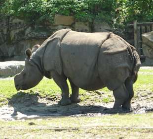 Panzernashorn