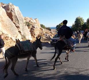 Ослинное такси