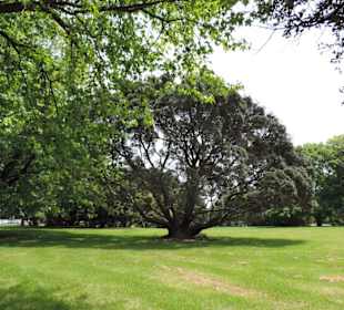 Im Western Springs Park