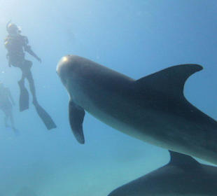Delfinausflüge am Roten Meer in Hurghada