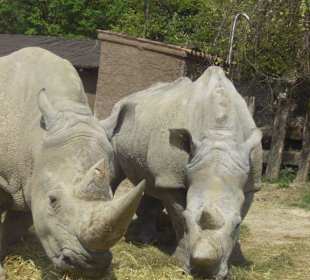 Rhinos