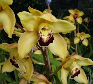 In Pregetter's Orchideengarten