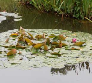 Rosenfest im Westfalenpark in Dortmund