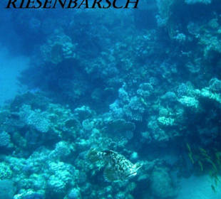 Barsch