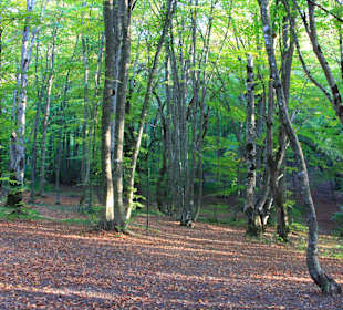 Wandern Tiflis / Tbilisi