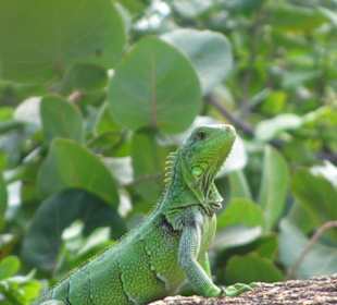 Leguan auf Aruba