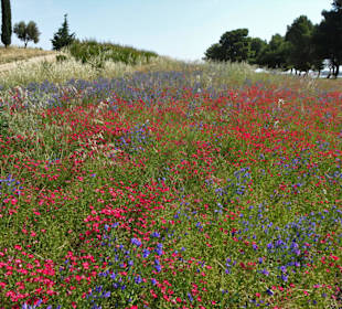 Blühende Wiesen am Lac de Villeneuve-de-la-Raho
