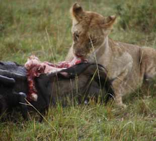 Julius Tact / JT Safaris