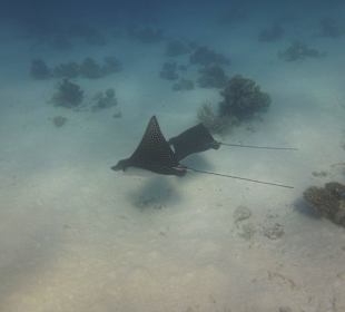 Rochenbesuch während der Delfintour - einmalig!