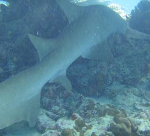 Ein 2,50m langer Ammenhai schläft am Riff