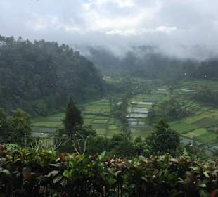 Reisterrassen im Regen