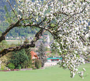 Blütenmeer am Ossiacher See