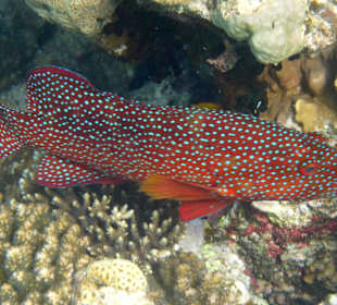 Beim Schnorcheln entdeckt