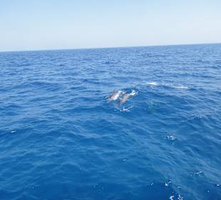 Delphinschwimmen mit Delfine & Meer Hurghada