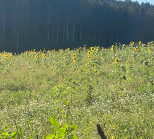Ausblick