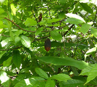 Tropical River Tour  – Oktober 2014