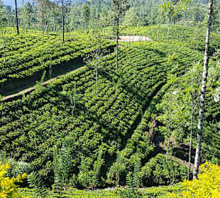 Hochland von Sri Lanka